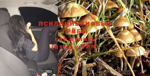 стаф Елизово
